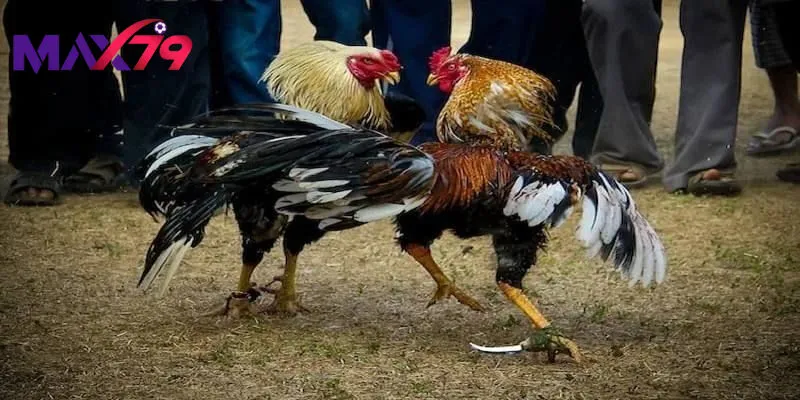Các chủ đề thường có tại đá gà cựa dao