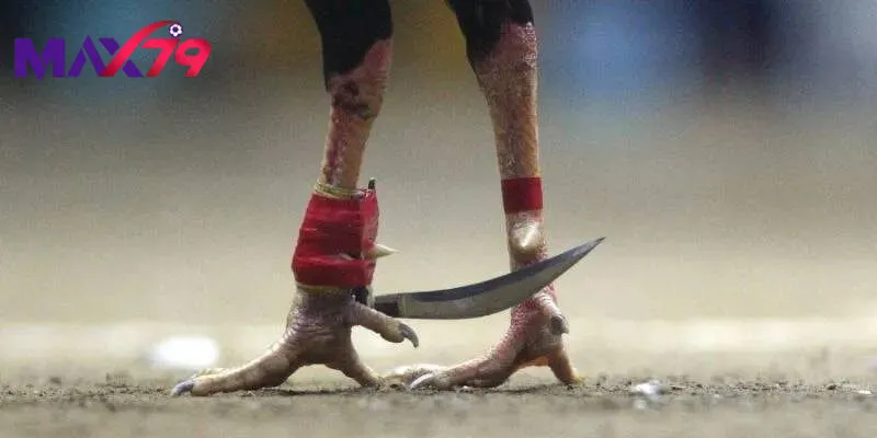 Lý do đá gà cựa dao được quan tâm