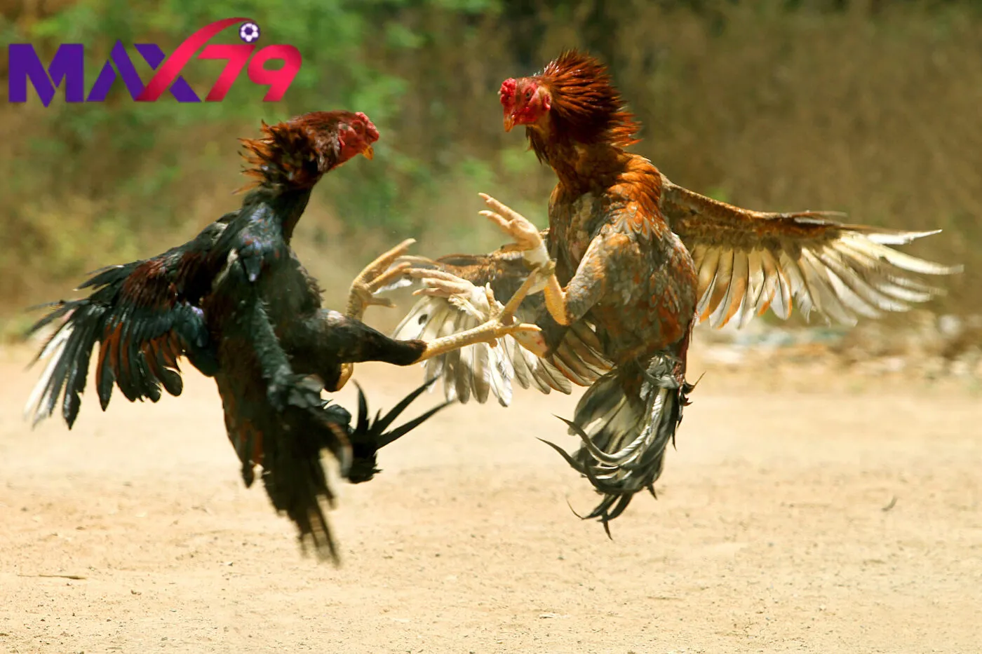 Tổng quan về đá gà max79