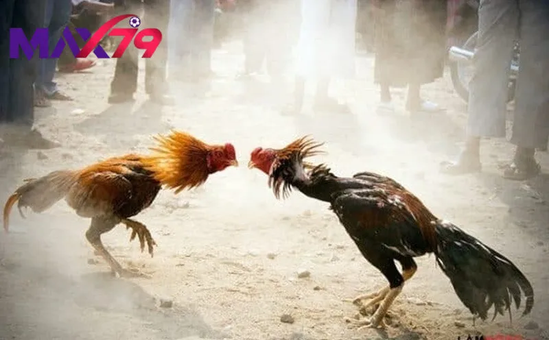 Ưu điểm hiếm thấy khi chơi tại max79