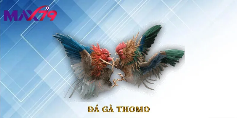 Lý do đá gà thomo được quan tâm